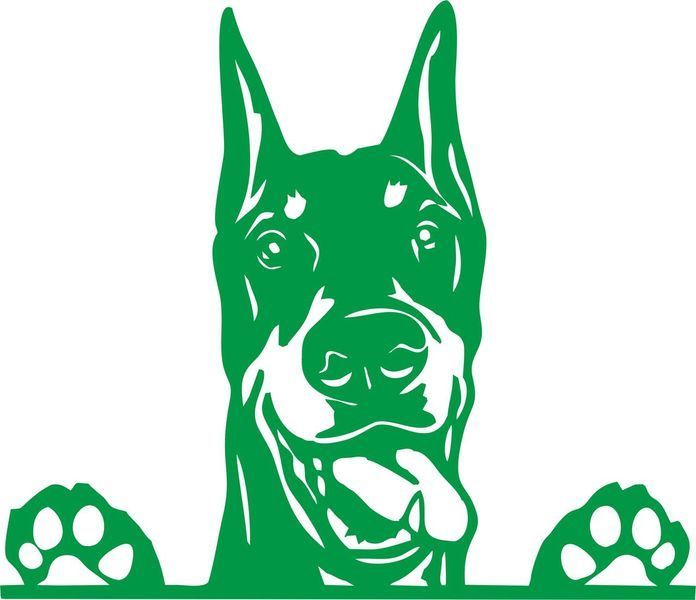Наклейка виниловая Доберман Doberman 25х22см 20165 фото