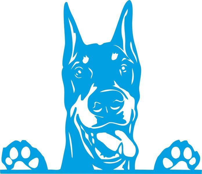 Наклейка виниловая Доберман Doberman 25х22см 20165 фото